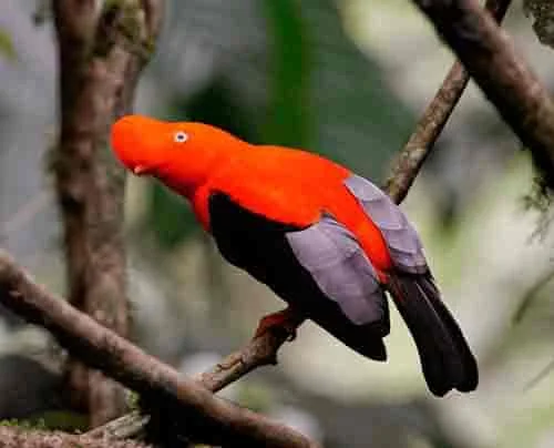 Andean-cock-of-the-rock