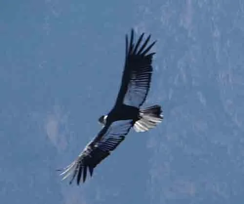 Andean Condor