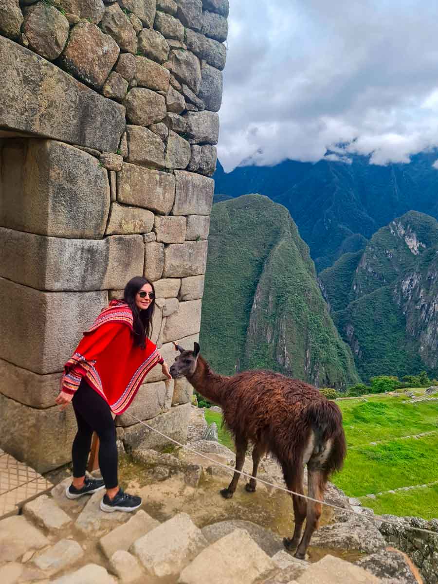 Best time of year to see abundant llamas at the mountain citadel.