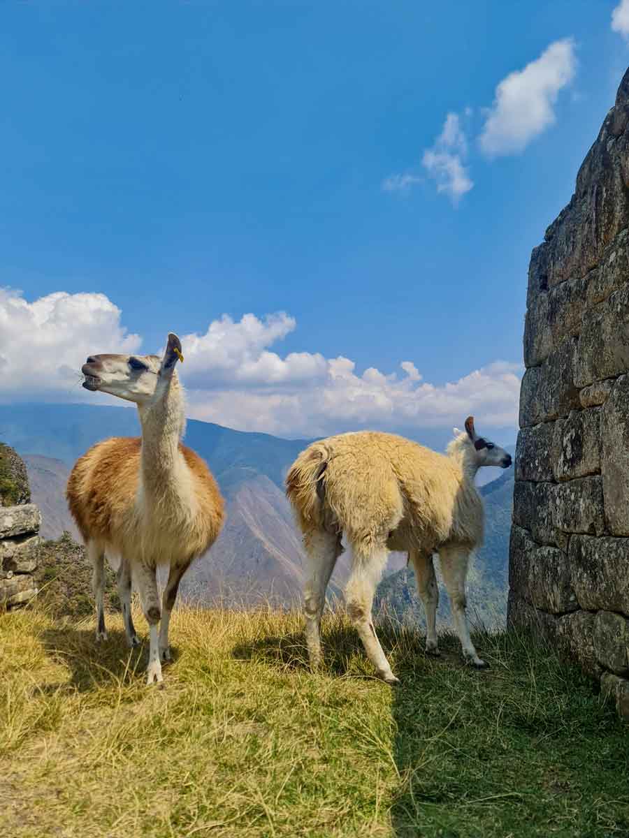 Best time of year to see llamas at the ancient city ruins