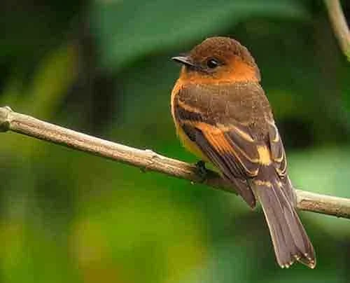 Cinnamon-flycatcher