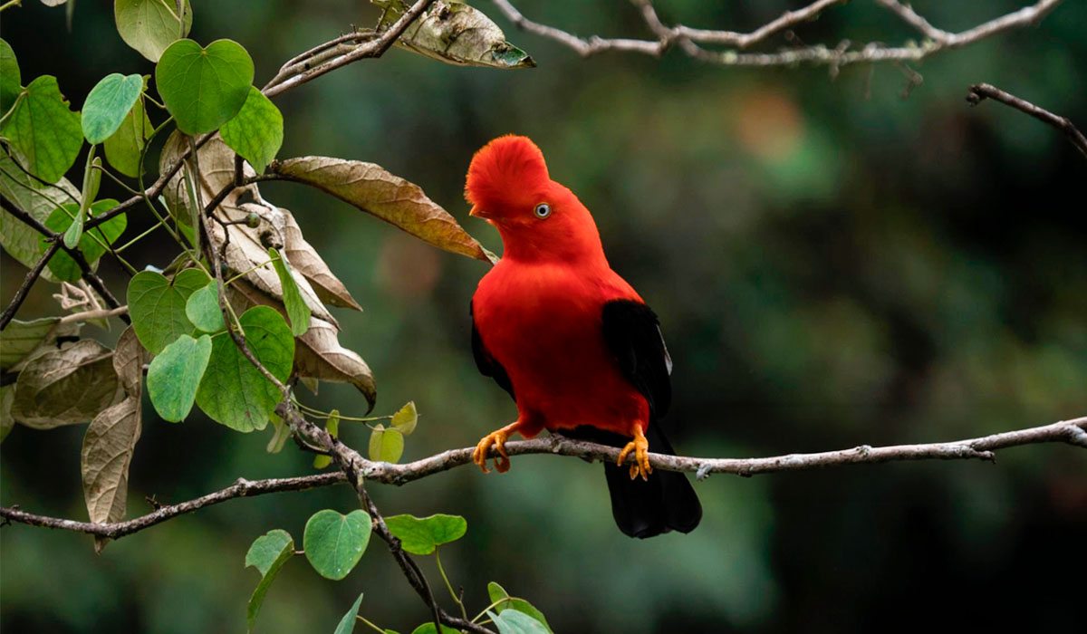 Cock of the rock Rupicola peruviana Manu cloud forest