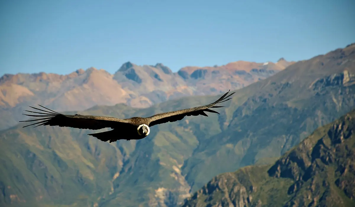 Flight of the condors