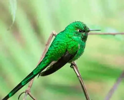 Green-tailed-trainbearer