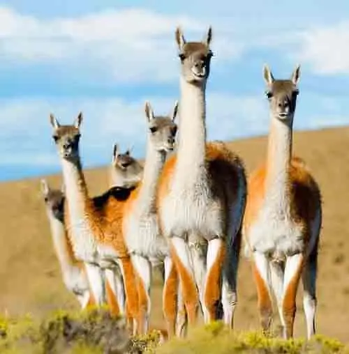 Guanaco