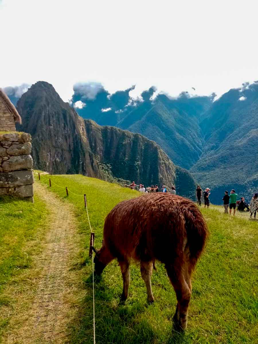 Inca Trail Machu Picchu Llamas