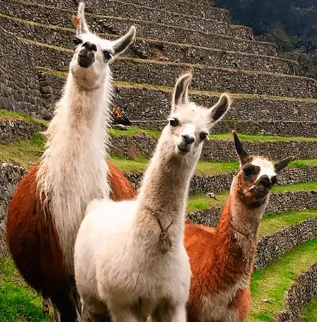Which Animals can be seen in Machu Picchu?