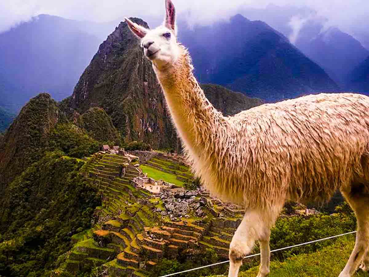 Machu Picchu Llama: The Inca Trail of the Sacred Llamas