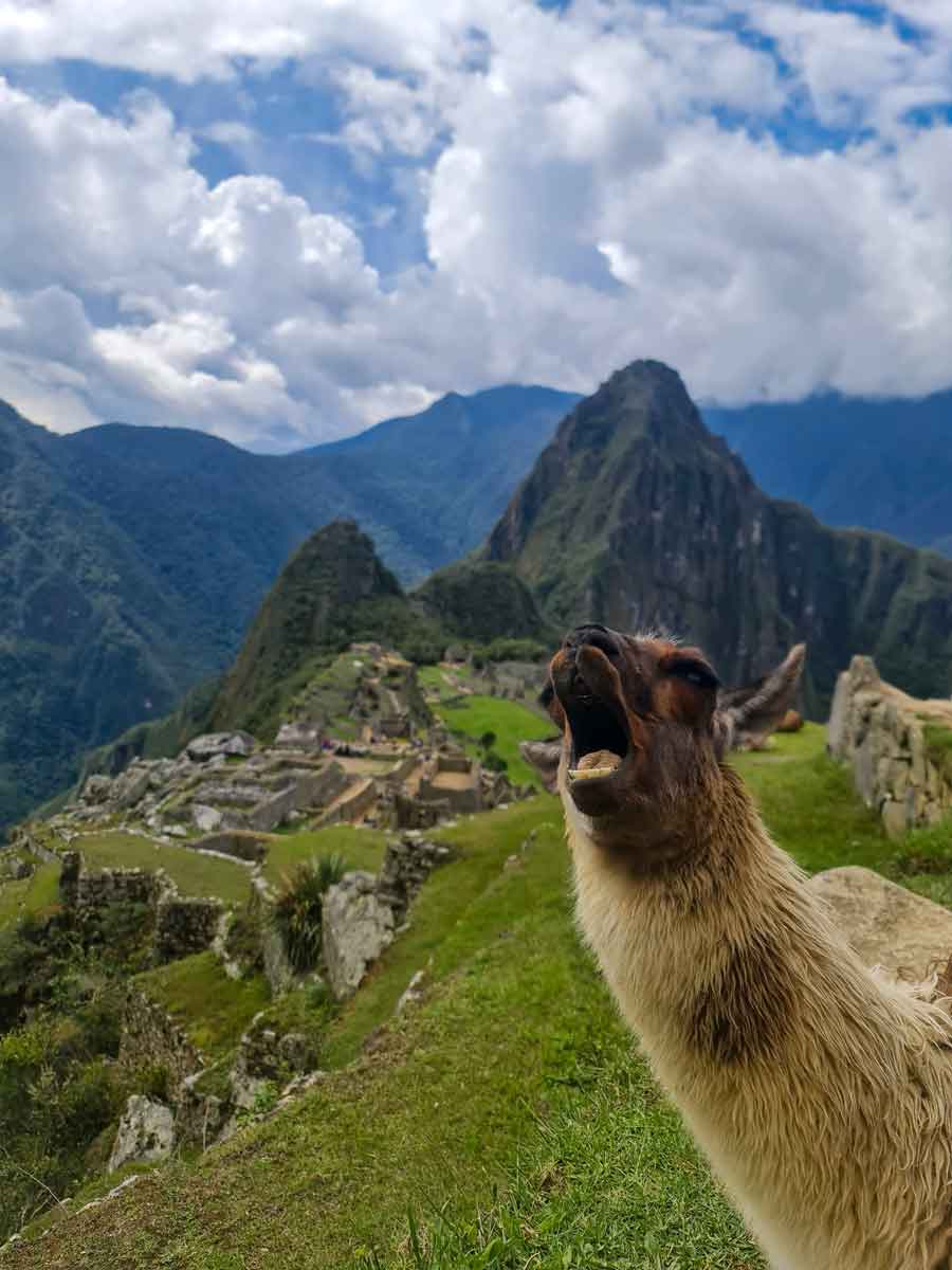 Llama Machu Picchu Peru