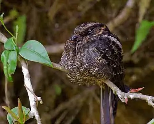 Lyre-tailed-nightjar
