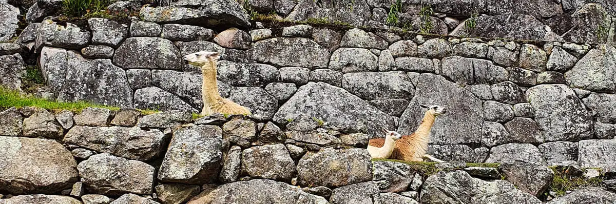Which Animals can be seen in Machu Picchu?