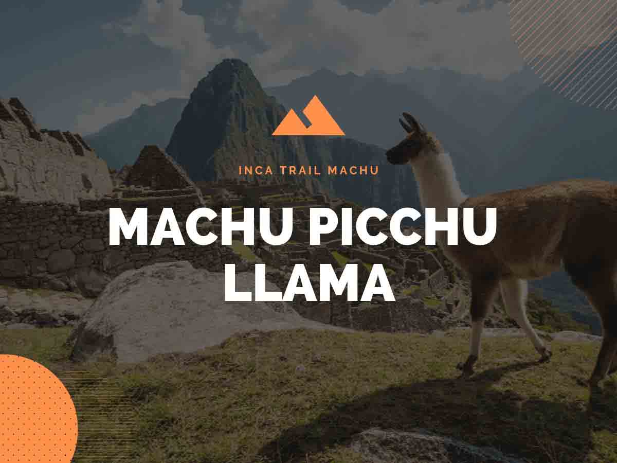 Machu Picchu Llama: The Inca Trail of the Sacred Llamas