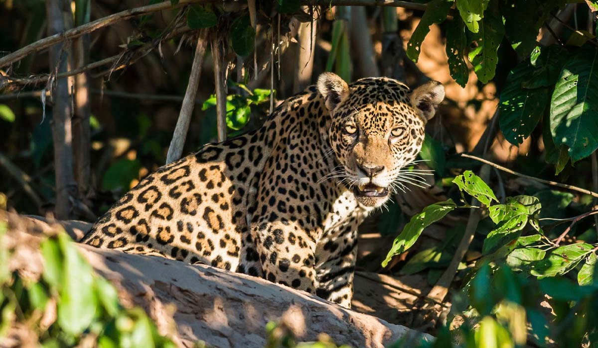 Manu National Park biodiversity