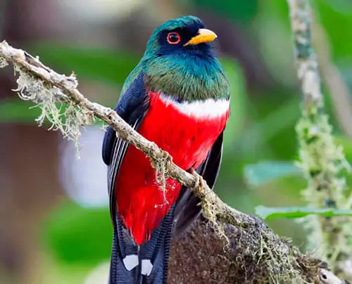 Masked trogon