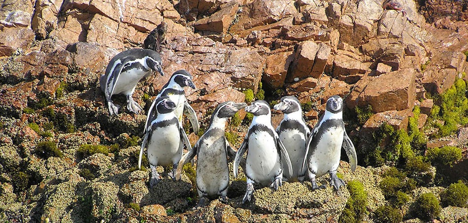Paracas Ballestas penguins Inca Trail Machu Picchu