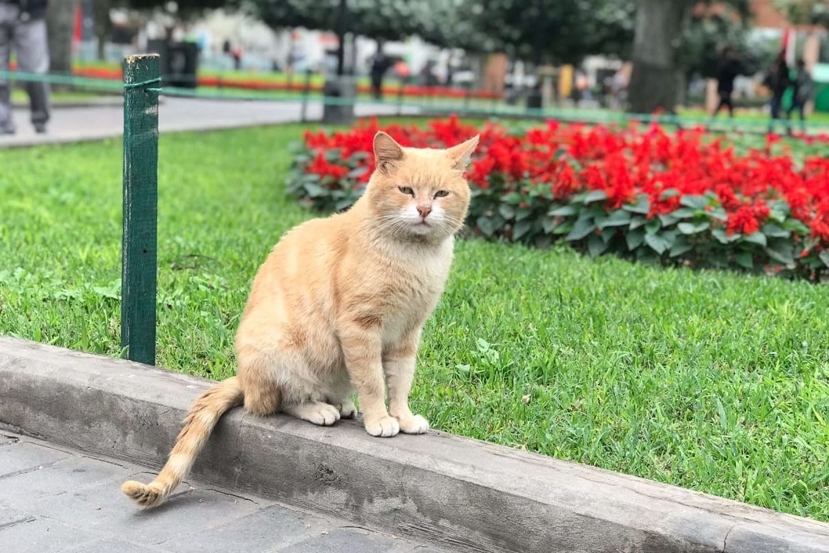 Kenedy park Lima