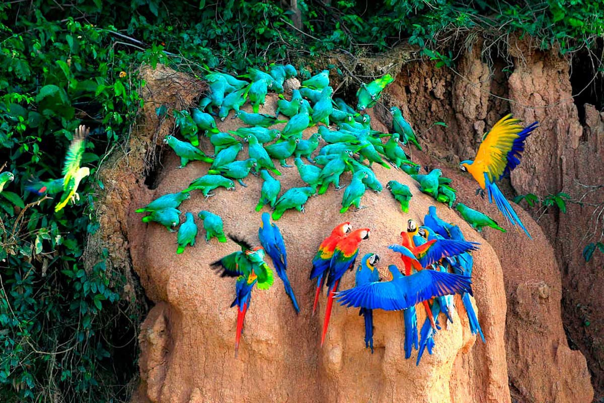 Peruvian Amazon
