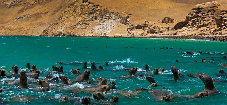 National Reserve of Paracas