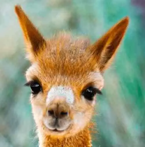 Which Animals can be seen in Machu Picchu?