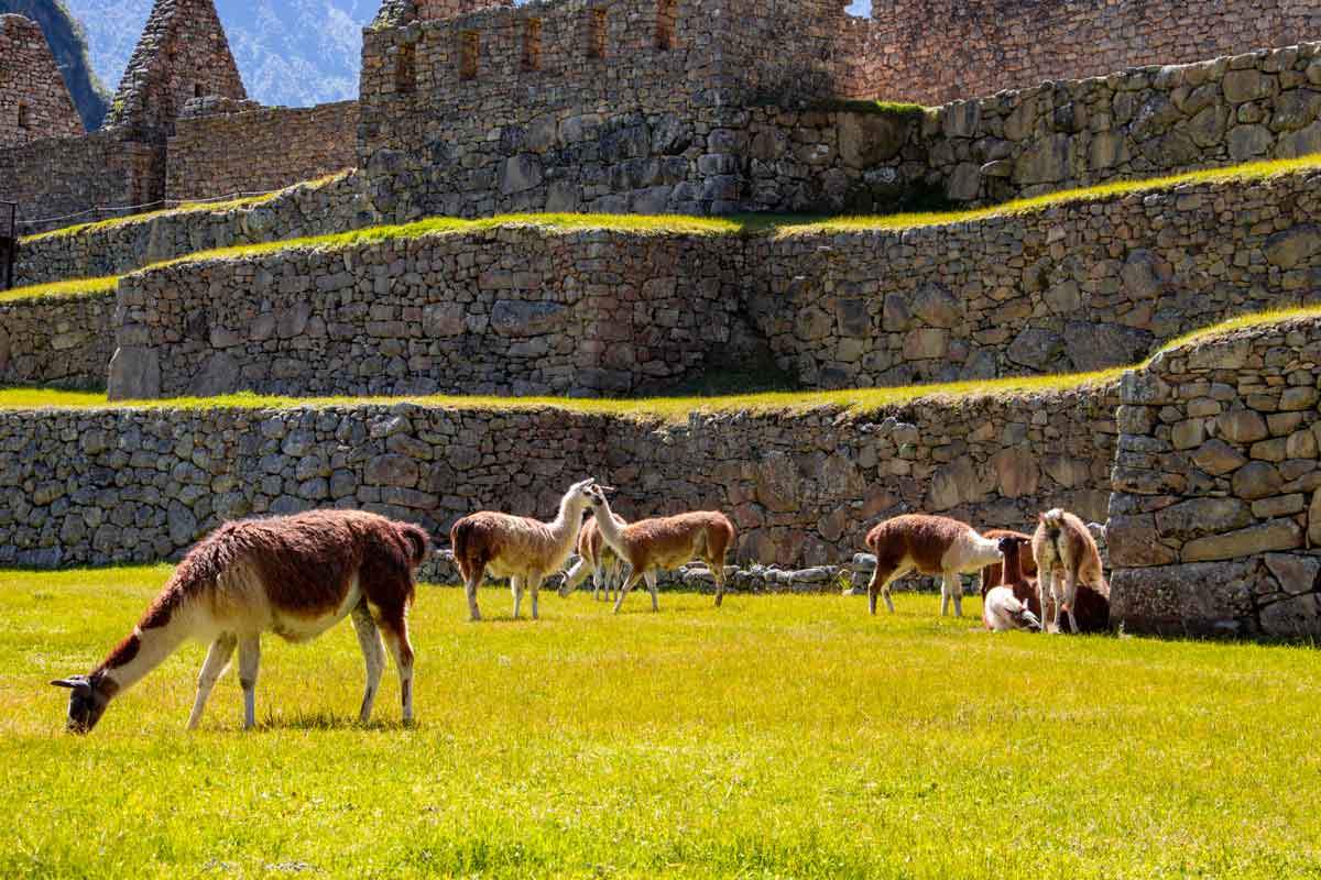 Why Are Llamas Important in Peru?