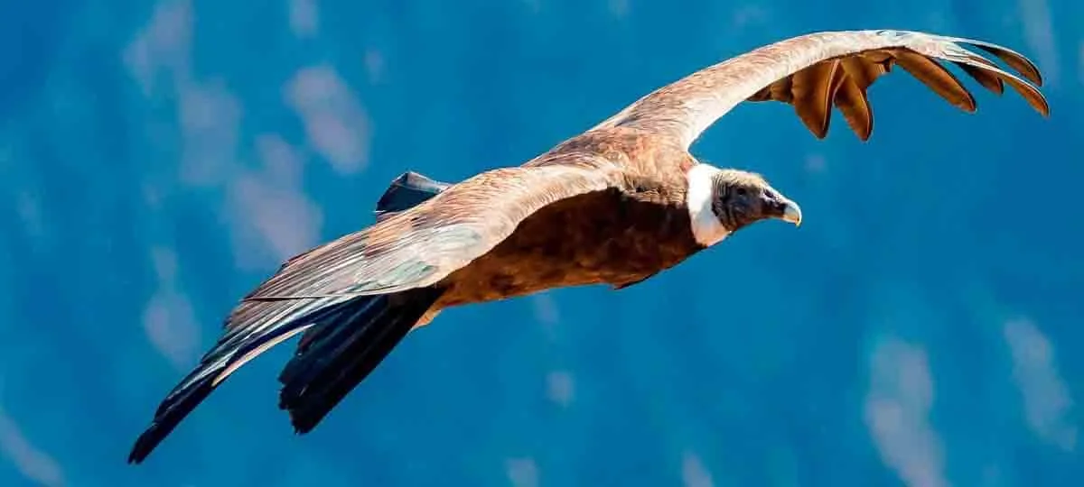 Which Animals can be seen in Machu Picchu?